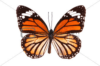 Butterfly series - The Common Tiger (Australia)