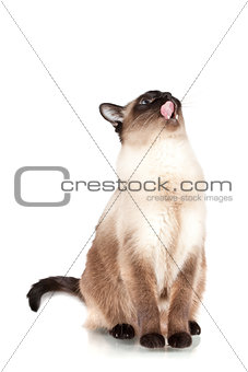 Siamese cat with blue eyes looks upwards and licks