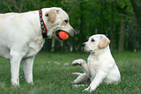 two labradors playing with a ball
