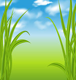 Nature background with green grass and sky