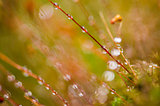 Grass moss and water drops
