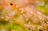 Grass moss and water drops