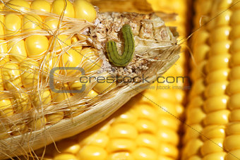 worm on organic maize