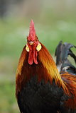 portrait of majestic rooster