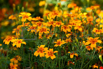Small orange flowers
