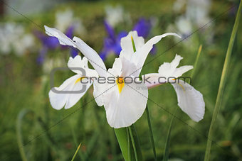 White Dutch Iris Flower Casablanca