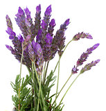 Fresh lavender flowers on white