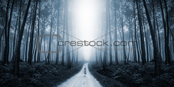 Scary Misty Road in the Forest