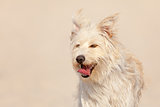 Golden dog at the beach