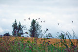 A flock of wild ducks flying over a field