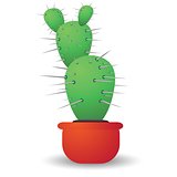 green cactus  isolated on a white background