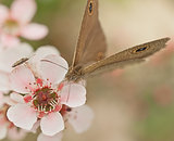Australia native flower pink leptospernum and butterfly Dingy ring