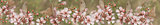 Panoramic Australiana banner butterfly and leptospernum flowers of Australia