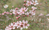 Beautiful pink flowers of Leptospernum Australian native spring wildflower