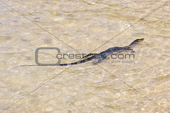 wild young water monitor