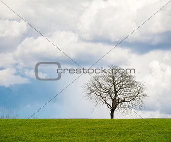Leafless Tree