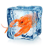 Crawfish in ice cube
