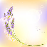 Purple Lavender Flower Colorful Background