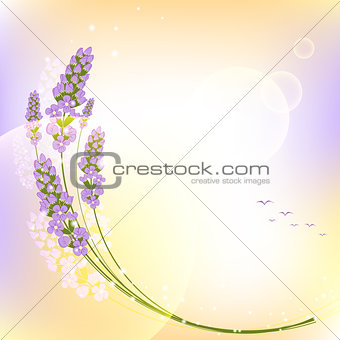 Purple Lavender Flower Colorful Background