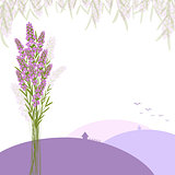 Purple Lavender Flower