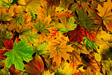brightly colored autumn leaves