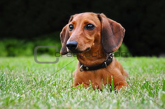 Miniature dachshund dog in park