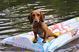 Wet miniature dachshund dog in water