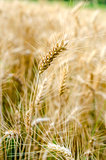Ripe wheat ear