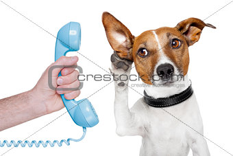 dog on the phone male hand