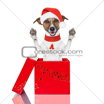 surprise christmas dog in a box