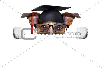 graduate dog