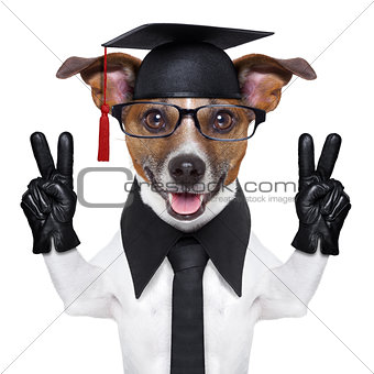 graduate dog