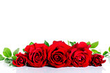 Red roses in row