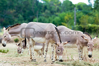 Somali wild ass group