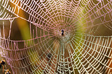 Beautiful Wide Web