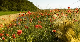 Poppies on the field.