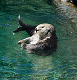 Wild Sea Otter