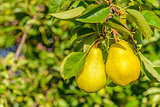 Two pears on tree branch