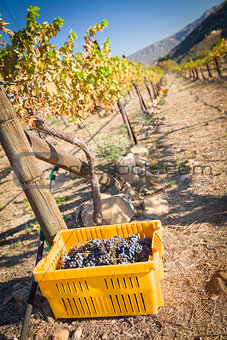 Wine Grapes In Harvest Bins One Fall Morning