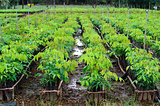 plantation of rubber tree