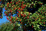 Hawthorn with red berries