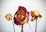 Withered rose on white background