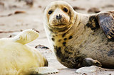 Gray seal mother and child