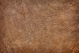 Skin of young elephant - natural background