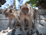 Pair of young monkeys - crab-eating macaque, Bali.
