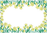 Frame from yellow narcissi