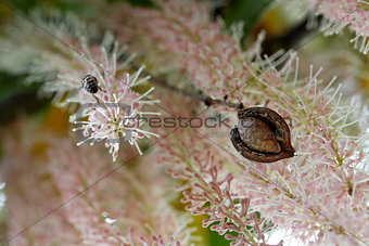 Macadamia nut in husk against flower racemes