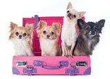 chihuahuas in suitcase