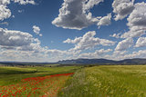 Poppies and wheat field