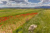 Poppies and stone in Andalusia